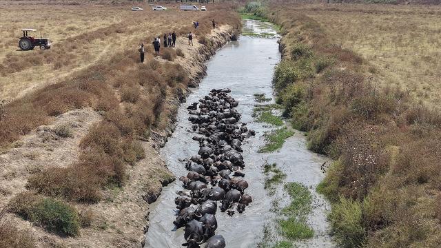 Afrika değil Adana! Sıcaktan ne yapacaklarını bilemeyince dereyi kapladılar