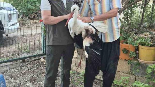 Evinin önüne gelen yaralı leyleğe sahip çıktı