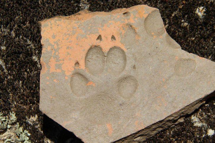 T-rex'in kuzeni bulundu! Moğolistan'da şaşırtan keşif G5