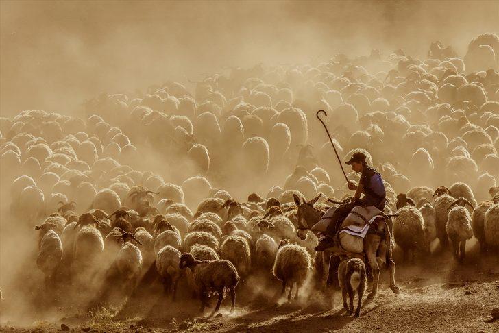  Sürülerin zorlu yolculuğu başladı G1