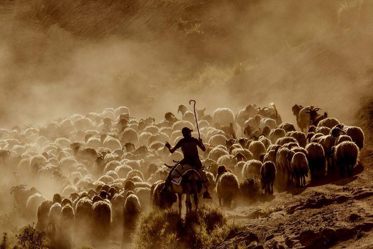  Sürülerin zorlu yolculuğu başladı G2