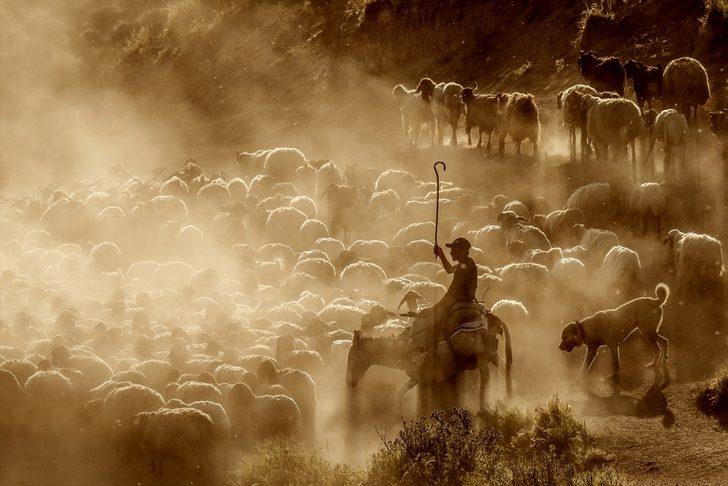  Sürülerin zorlu yolculuğu başladı G3