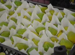  Sezonun ilk incirlerinin kilosu 10 lira