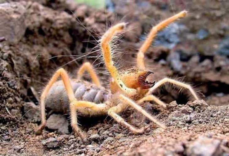 Gördüğünüz anda hemen kaçın! Et yiyen örümcek Bilecik'in korkulu rüyası