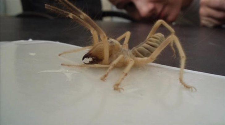 Gördüğünüz anda hemen kaçın! Et yiyen örümcek Bilecik'in korkulu rüyası
