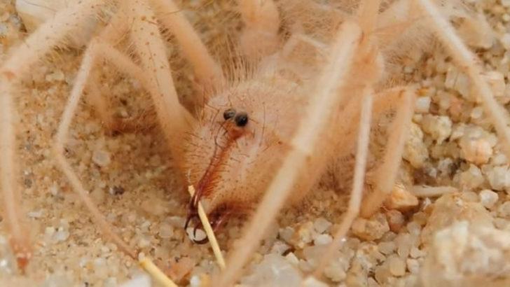 Örümcek sanıp öldürdü, ne olduğunu öğrenince evden kaçtı! G4