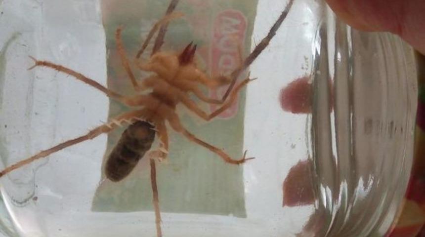 Dikkat! Et yiyor! Kent ayağa kalktı