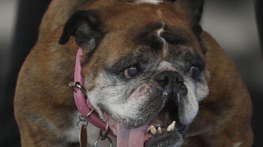 D&uuml;nyanın en &ccedil;irkin k&ouml;peği ilan edildi