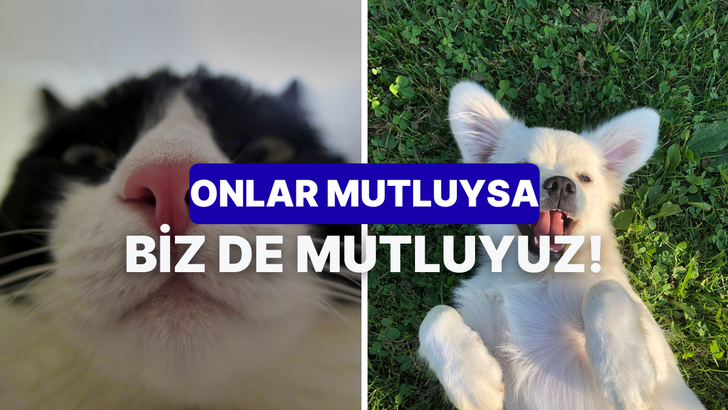 Evdeki patili dostunuzun mutlu olduğunu anlamanızı sağlayacak 10 gizli işaret