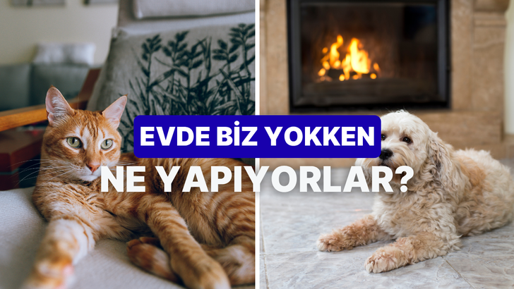 Patili dostlarımızın g&uuml;n i&ccedil;inde biz yokken evde yaptığı 10 gizemli hareket