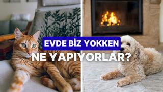 Patili dostlarımızın gün içinde biz yokken evde yaptığı 10 gizemli hareket