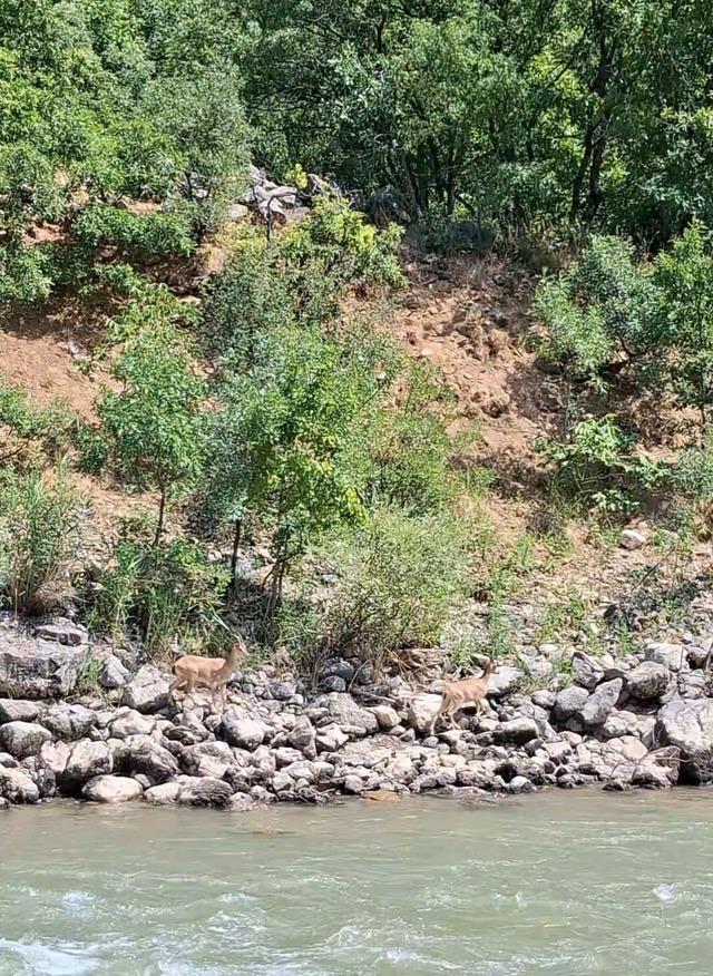 Tunceli&rsquo;de koruma altındaki dağ ke&ccedil;ileri Munzur Nehri kıyısında g&ouml;r&uuml;nt&uuml;lendi 1