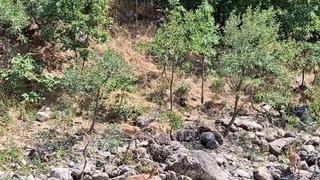 Tunceli’de koruma altındaki dağ keçileri Munzur Nehri kıyısında görüntülendi