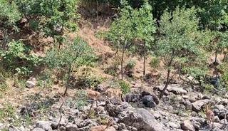 Tunceli&rsquo;de koruma altındaki dağ ke&ccedil;ileri Munzur Nehri kıyısında g&ouml;r&uuml;nt&uuml;lendi