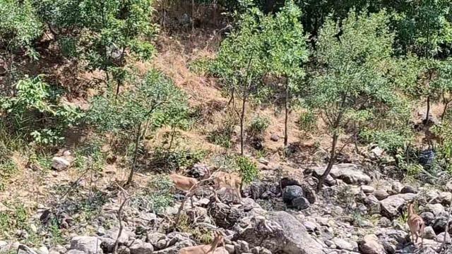 Tunceli’de koruma altındaki dağ keçileri Munzur Nehri kıyısında görüntülendi