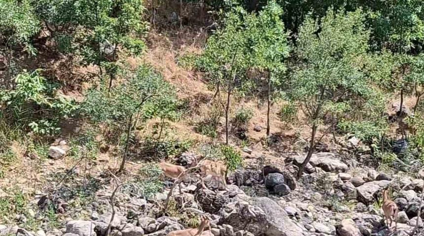 Tunceli&rsquo;de koruma altındaki dağ ke&ccedil;ileri Munzur Nehri kıyısında g&ouml;r&uuml;nt&uuml;lendi
