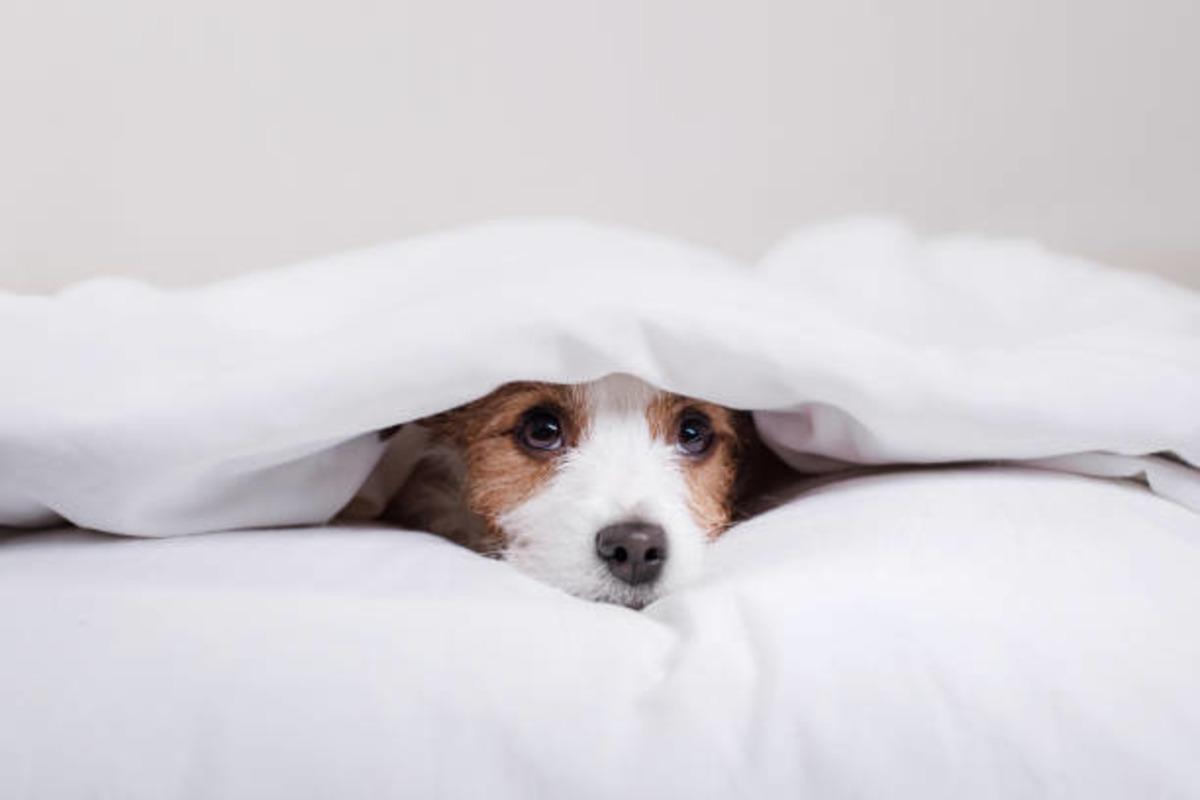 Telefon galerisinin %90 ı kedisinin/köpeğinin uyuma fotoğraflarıyla dolu olanların 8 ortak özelliği 8