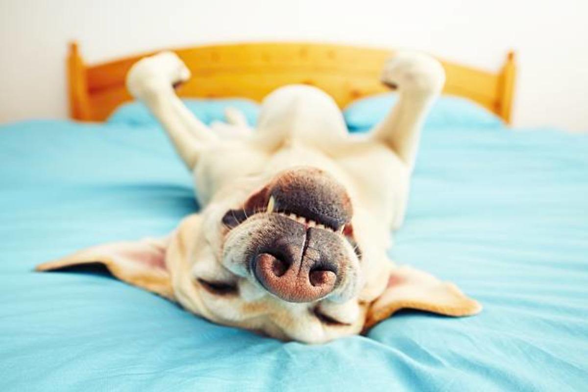 Telefon galerisinin %90 ı kedisinin/köpeğinin uyuma fotoğraflarıyla dolu olanların 8 ortak özelliği 6