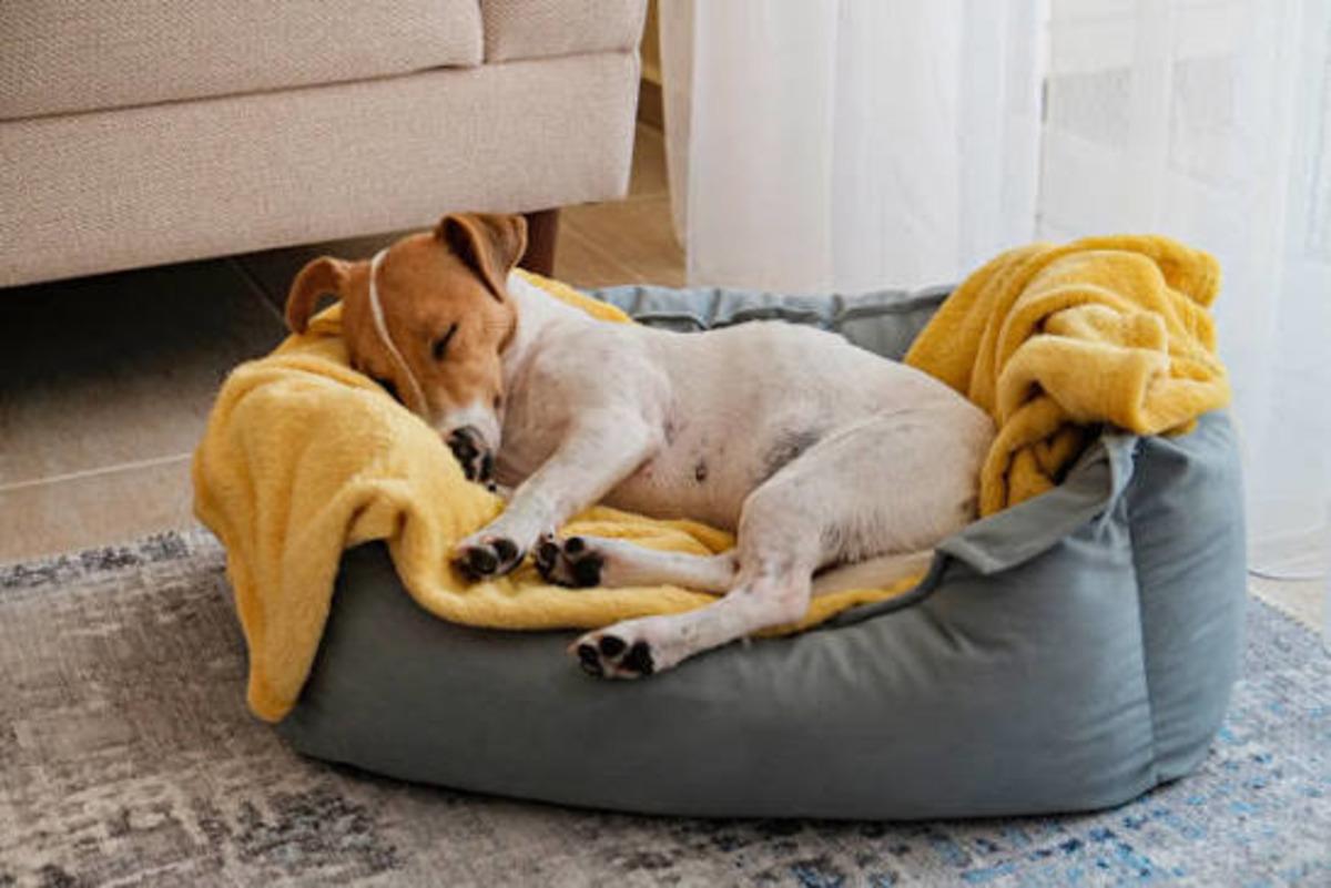 Telefon galerisinin %90 ı kedisinin/köpeğinin uyuma fotoğraflarıyla dolu olanların 8 ortak özelliği 2