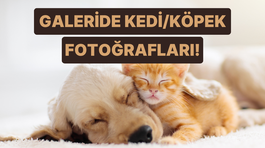 Telefon galerisinin %90'ı kedisinin/k&ouml;peğinin uyuma fotoğraflarıyla dolu olanların 8 ortak &ouml;zelliği 