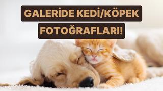 Telefon galerisinin %90'ı kedisinin/köpeğinin uyuma fotoğraflarıyla dolu olanların 8 ortak özelliği 