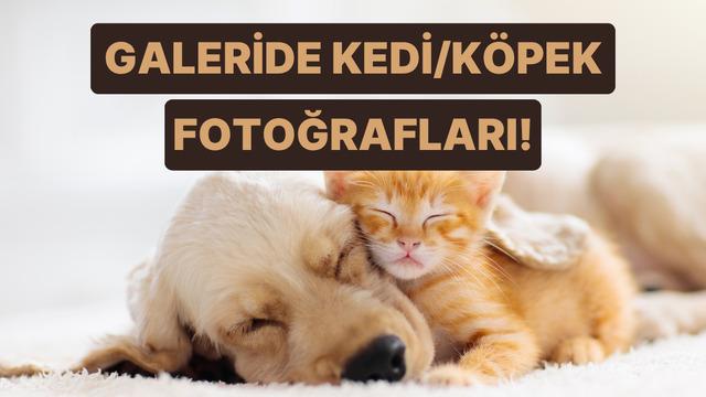 Telefon galerisinin %90'ı kedisinin/köpeğinin uyuma fotoğraflarıyla dolu olanların 8 ortak özelliği 