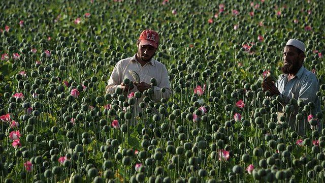 Afganistan'da afyon üreticiliği rekor düzeyde