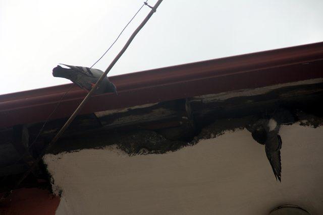 Sıkıştığı çatıdan kurtulan güvercini kedi kaptı