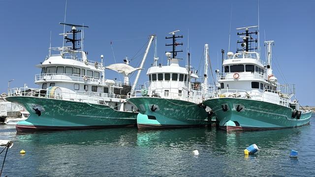 Balıkçılar yeni sezonda palamuttan umutlu 6