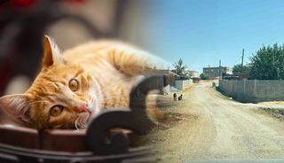 Kedi tarafından ısırılan &ccedil;ocuğa aylar sonra kuduz şoku: Ent&uuml;be edildi