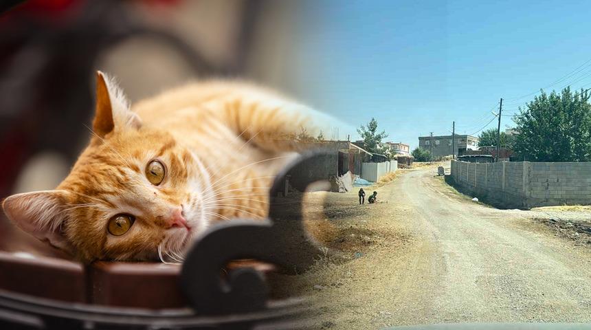 Kedi tarafından ısırılan &ccedil;ocuğa aylar sonra kuduz şoku: Ent&uuml;be edildi