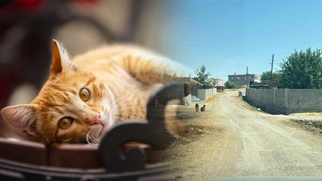Kedi tarafından ısırılan çocuğa aylar sonra kuduz şoku: Entübe edildi