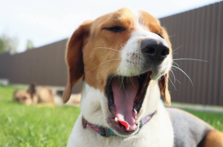 K&ouml;peğin hi&ccedil; uykusu yokken &uuml;st &uuml;ste kocaman esnemeye başladı. Neden esniyor?