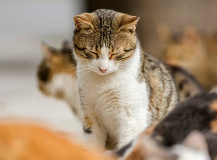 Bir kedi sana bakarken g&ouml;zlerini yavaş&ccedil;a kapatıp tekrar a&ccedil;ıyor. Bu hareket ne anlama gelir?