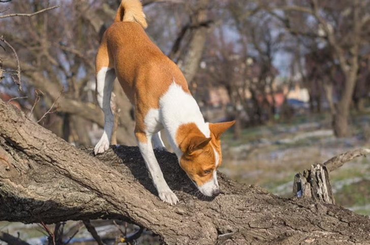 K&ouml;peğin y&uuml;r&uuml;y&uuml;ş sırasında her ağacın, direğin dibini dakikalarca kokluyor. Orada tam olarak ne yapıyor?