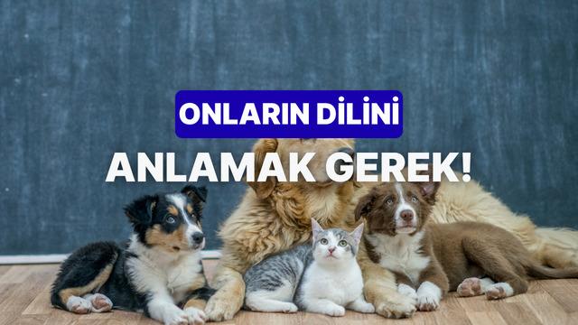 Hayvanların dilinden ne kadar anlıyorsun?