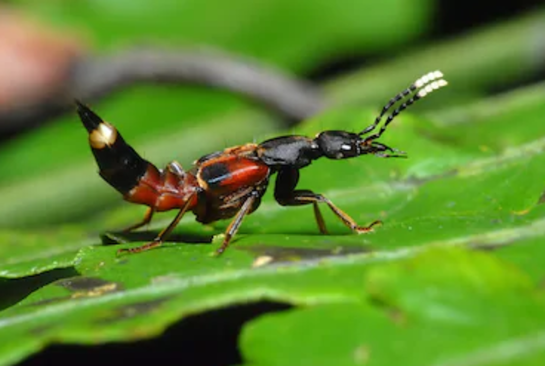 Paederus b&ouml;ceği kansere &ccedil;are olacak