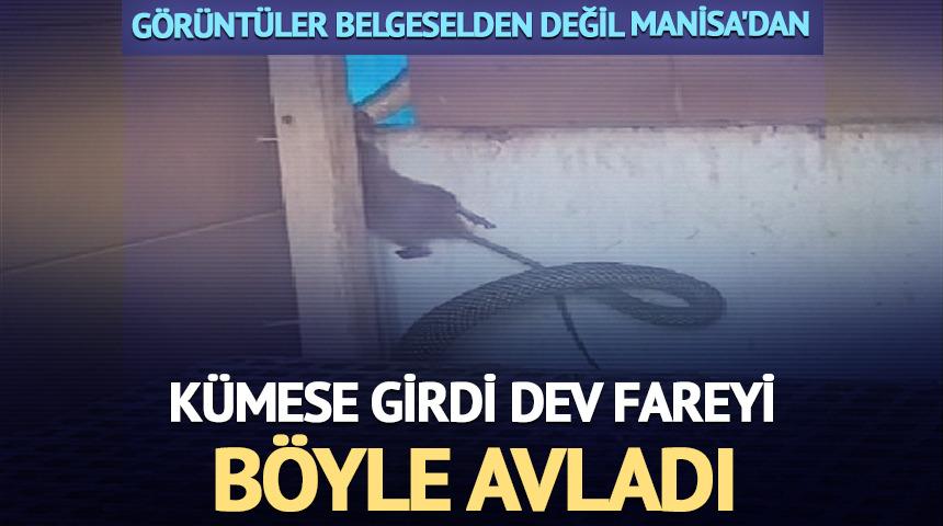 2,5 metrelik yılan, k&uuml;mese giren fareyi yakaladı