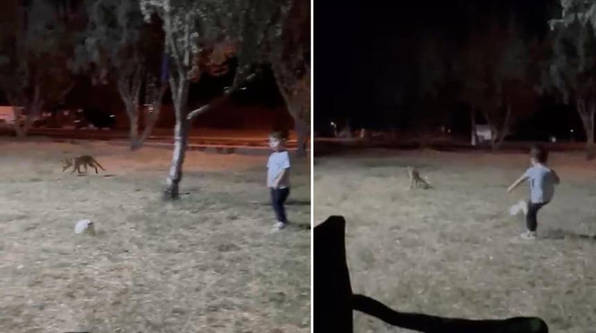 &Ccedil;anakkale&rsquo;de minik &ccedil;ocuğun topunu tilki b&ouml;yle &ccedil;aldı