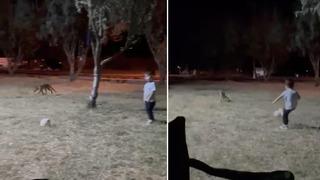 Çanakkale’de minik çocuğun topunu tilki böyle çaldı