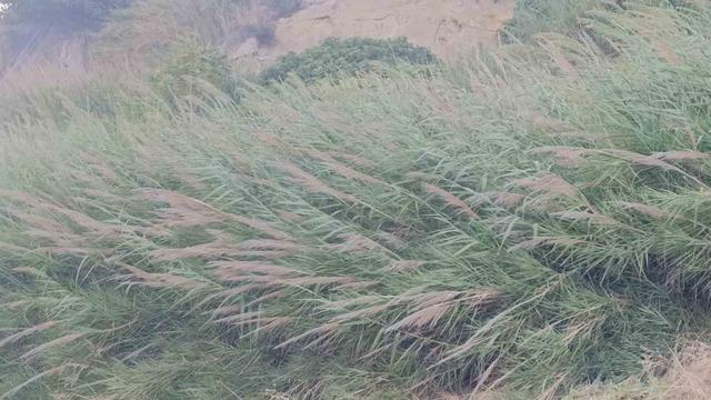 Tekirdağ&rsquo;da poyraz ağa&ccedil;ları devirdi 4