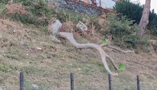 Tekirdağ&rsquo;da poyraz ağa&ccedil;ları devirdi