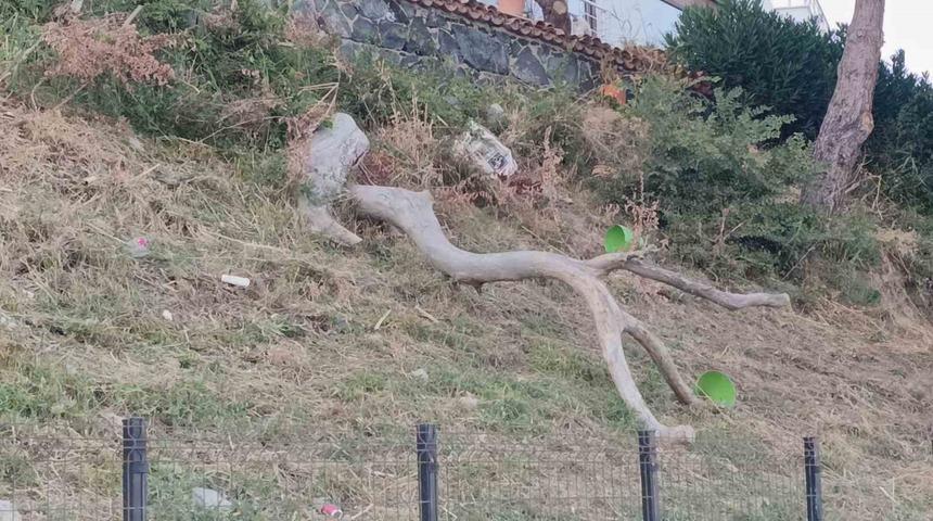 Tekirdağ&rsquo;da poyraz ağa&ccedil;ları devirdi