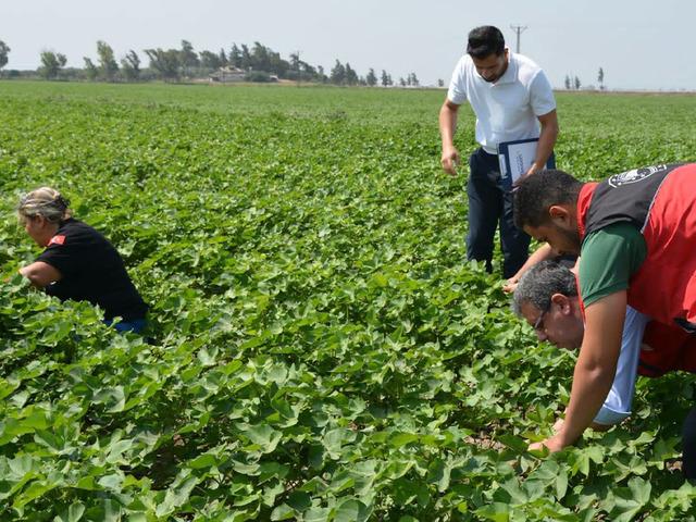 Hatay&rsquo;da pamuk, soya ve ay&ccedil;i&ccedil;eği &uuml;retim alanları kontrol edildi