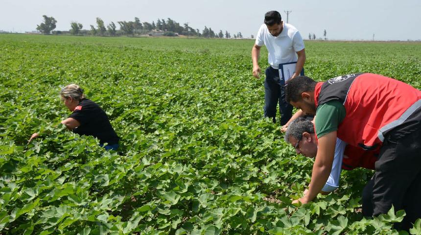 Hatay&rsquo;da pamuk, soya ve ay&ccedil;i&ccedil;eği &uuml;retim alanları kontrol edildi