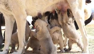 Kangal'a uygulanan 't&uuml;p bebek' y&ouml;ntemi sonu&ccedil; verdi! Tek seferde 11 yavru