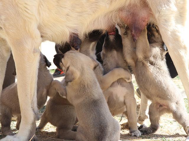 Kangal'a uygulanan 't&uuml;p bebek' y&ouml;ntemi sonu&ccedil; verdi! Tek seferde 11 yavru