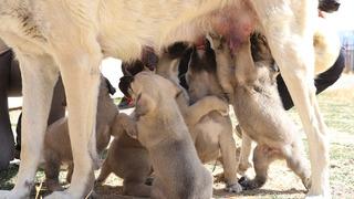 Kangal'a uygulanan 'tüp bebek' yöntemi sonuç verdi! Tek seferde 11 yavru