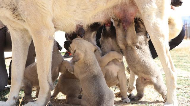 Kangal'a uygulanan 'tüp bebek' yöntemi sonuç verdi! Tek seferde 11 yavru