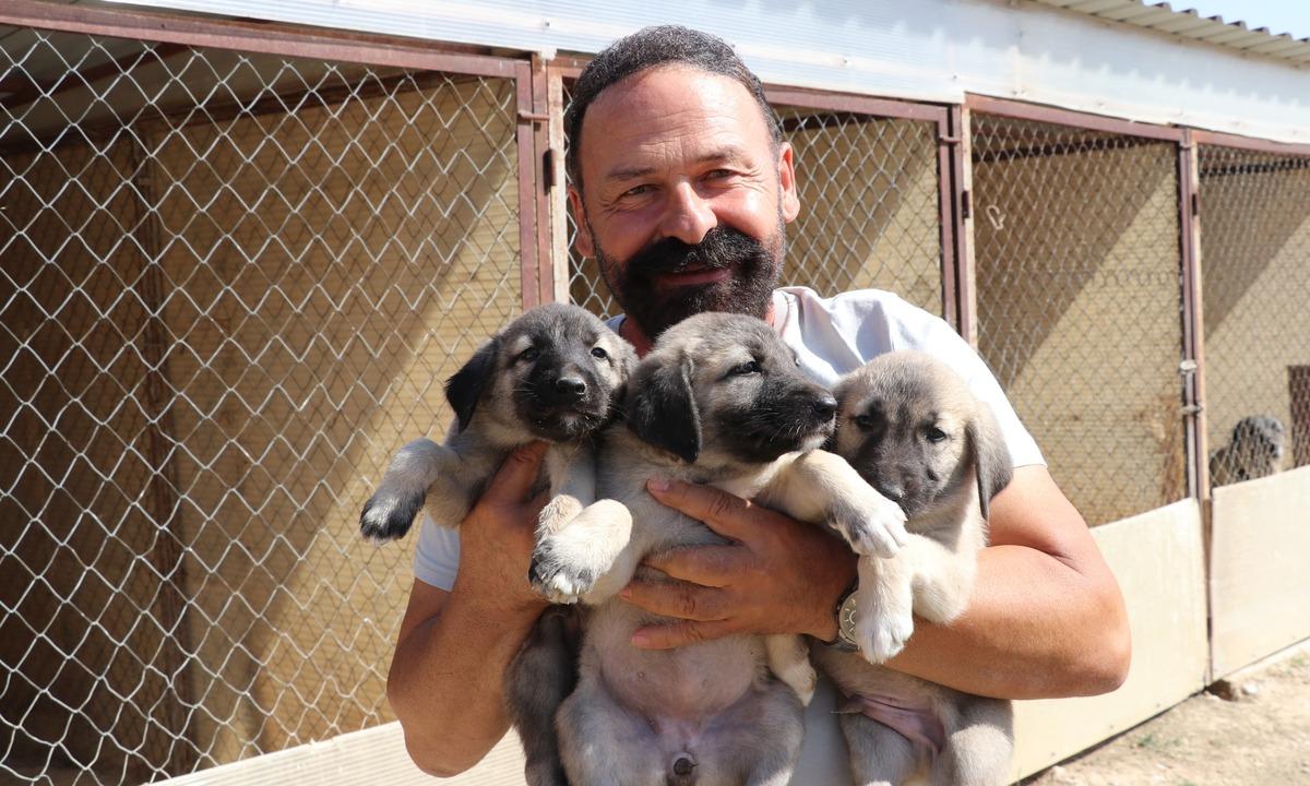 Kangal a uygulanan tüp bebek yöntemi sonuç verdi! Tek seferde 11 yavru 1